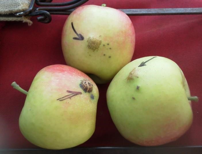 scab_immune_apple_varieties_can_reduce_pesticide_use_for_the_backyard